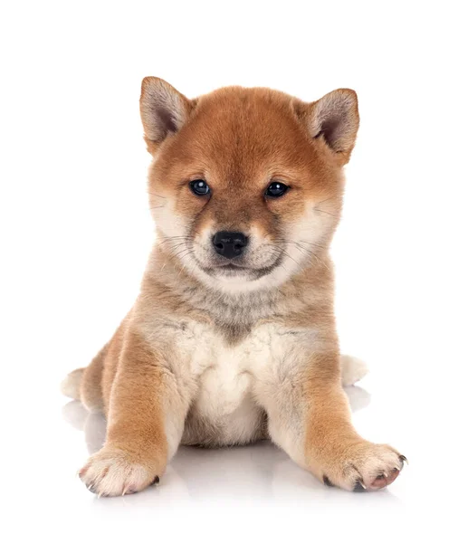 Filhote Cachorro Shiba Inu Frente Fundo Branco — Fotografia de Stock