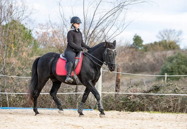 乗馬の女の子は黒い馬を訓練しています — ストック写真