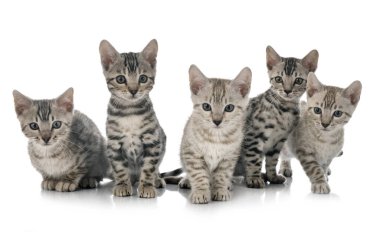 Bengal kedisi beyaz arka planda