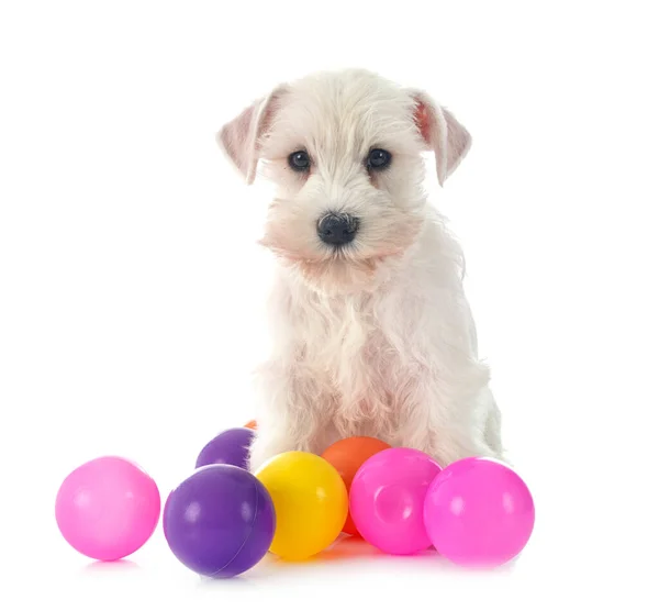 Schnauzer Blanco Miniatura Delante Fondo Blanco — Foto de Stock