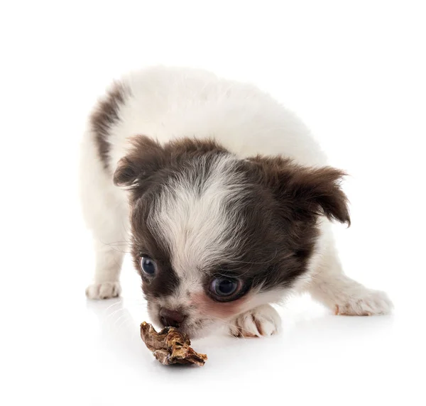 Pequeno Chihuahua Frente Fundo Branco — Fotografia de Stock