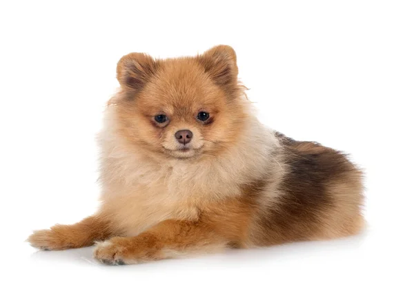 Mladý Pomeranian Před Bílým Pozadím — Stock fotografie