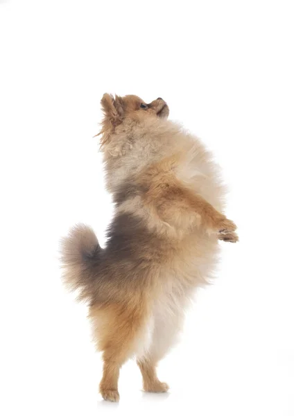 Young Pomeranian Front White Background — Stock Photo, Image