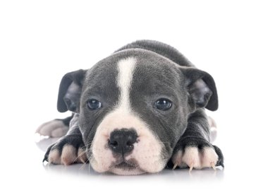 Beyaz arka planda köpek yavrusu staffordshire boğa teriyeri