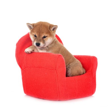 Beyaz arka planda köpek yavrusu shiba inu