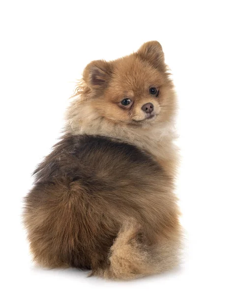 Young Pomeranian Front White Background — Stock Photo, Image