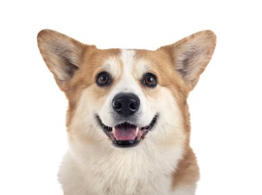 Genç Pembroke Galsh Corgi beyaz arkaplan önünde