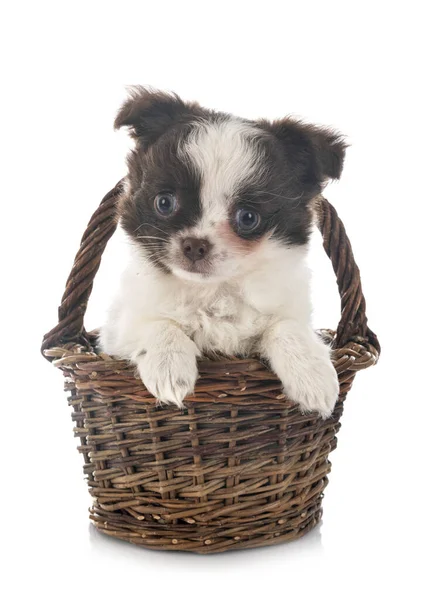 Mały Chihuahua Przed Białym Tle — Zdjęcie stockowe