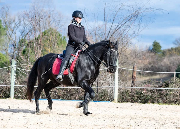 乗馬の女の子は黒い馬を訓練しています — ストック写真