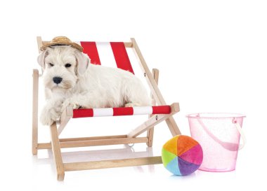 Beyaz arkaplan önünde minyatür schnauzer