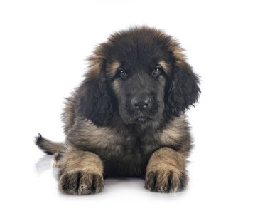 Beyaz arka planda köpek yavrusu Leonberger
