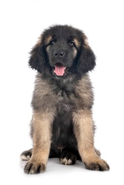 Beyaz arka planda köpek yavrusu Leonberger
