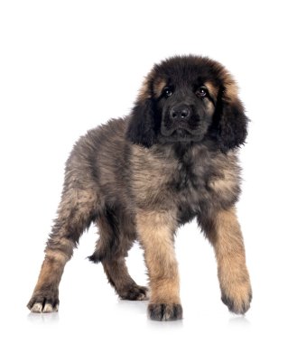 Beyaz arka planda köpek yavrusu Leonberger