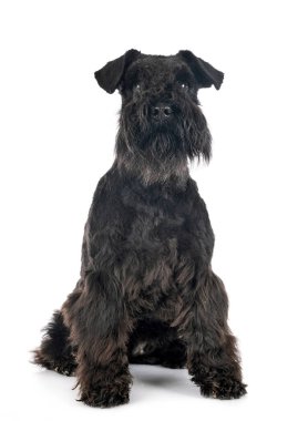Beyaz arkaplan önünde minyatür schnauzer
