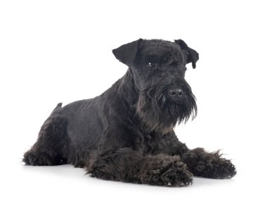 Beyaz arkaplan önünde minyatür schnauzer