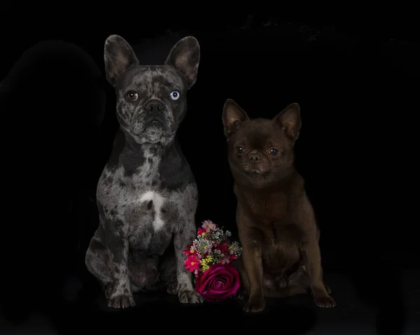 French Bulldog Chihuahua Front Black Background — Stock Photo, Image