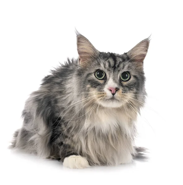 Maine Coon Cat Frente Fundo Branco — Fotografia de Stock