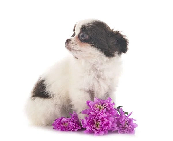 Kleine Chihuahua Voor Witte Achtergrond — Stockfoto