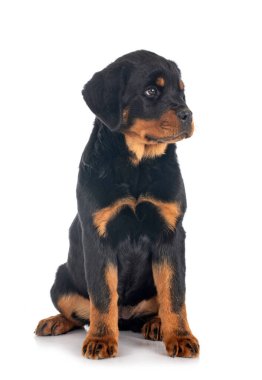 Beyaz arkaplan önünde köpek yavrusu rottweiler
