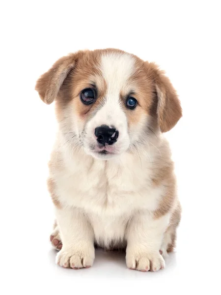 Joven Pembroke Galés Corgi Frente Fondo Blanco —  Fotos de Stock