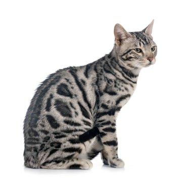 Bengal kedisi beyaz arka planda