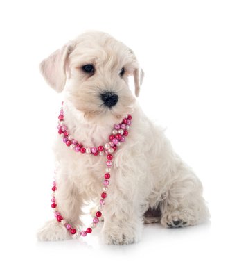 beyaz arkaplan önünde beyaz minyatür schnauzer