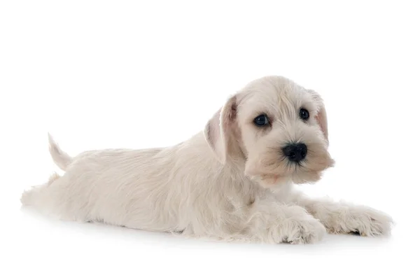 Schnauzer Miniatura Branca Frente Fundo Branco — Fotografia de Stock