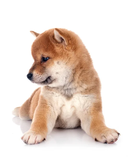 Cachorro Shiba Inu Delante Fondo Blanco —  Fotos de Stock