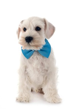 beyaz arkaplan önünde beyaz minyatür schnauzer