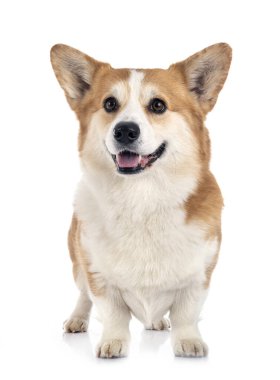 Genç Pembroke Galsh Corgi beyaz arkaplan önünde
