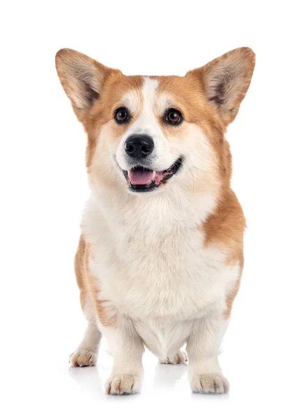 Ung Pembroke Walesiska Corgi Framför Vit Bakgrund — Stockfoto