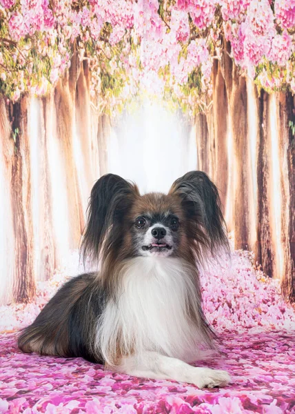 Papillon Perro Frente Fondo Primavera — Foto de Stock