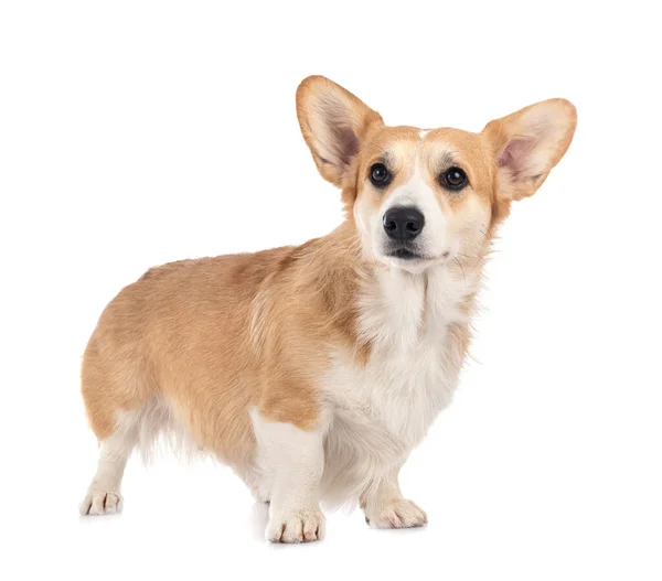 Ung Pembroke Walesiska Corgi Framför Vit Bakgrund — Stockfoto