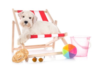 Beyaz arkaplan önünde minyatür schnauzer