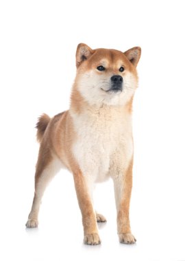 Beyaz arkaplan önünde shiba inu