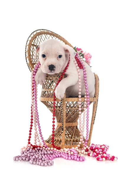 Puppy Staffordshire Touro Terrier Frente Fundo Branco — Fotografia de Stock