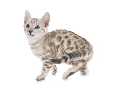 Bengal kedisi beyaz arka planda