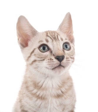 Bengal kedisi beyaz arka planda