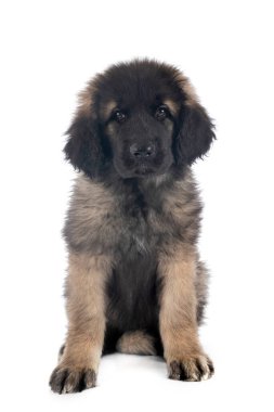 Beyaz arka planda köpek yavrusu Leonberger