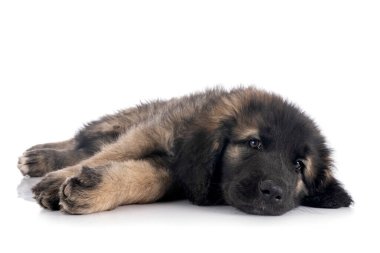 Beyaz arka planda köpek yavrusu Leonberger