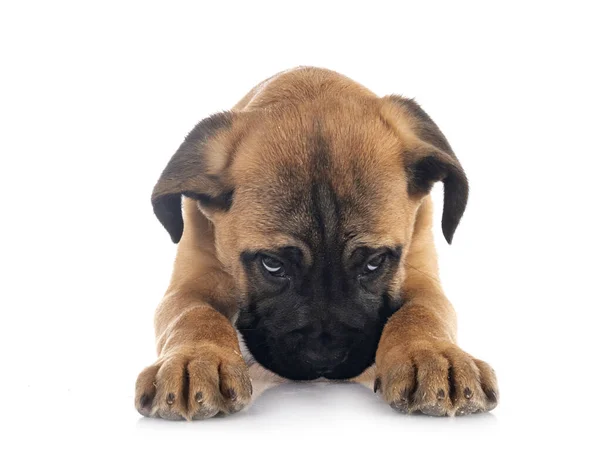 Cucciolo Mastino Italiano Davanti Sfondo Bianco — Foto Stock