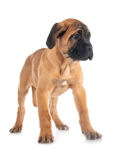 Chiot Italien Mastiff Face Fond Blanc — Photo