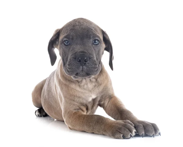 Catelus Italian Mastiff Fața Fundalului Alb — Fotografie, imagine de stoc