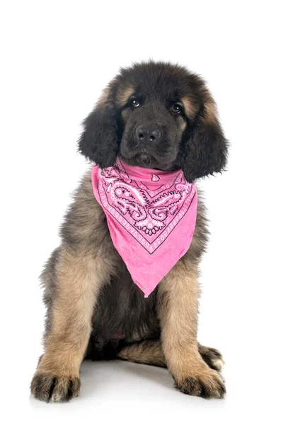 Welpe Leonberger Vor Weißem Hintergrund — Stockfoto