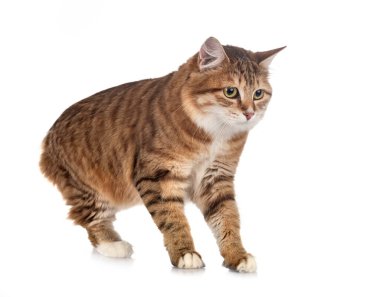 Genç Kurilian Kış Kuyruğu beyaz arkaplan önünde