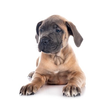 Beyaz arka planda köpek yavrusu İtalyan mastifi.