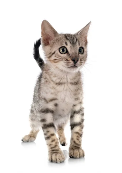 Bengal Cat Front White Background — Stock Photo, Image