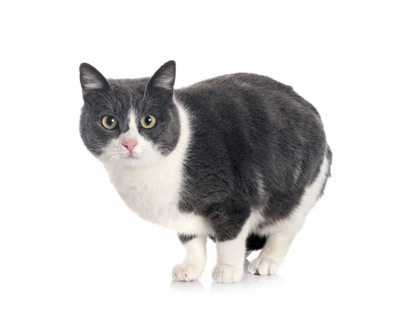 Feral Cat Front White Background — Stock Photo, Image