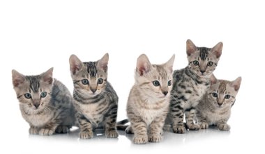 Bengal kedisi beyaz arka planda