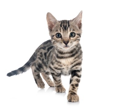 Bengal kedisi beyaz arka planda